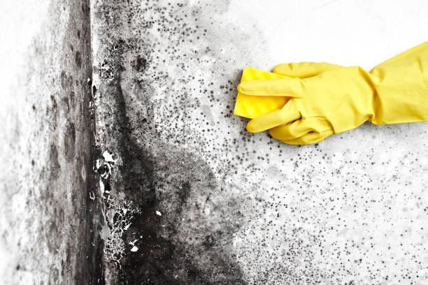 Professional Mold Removal in Fairlea, WV