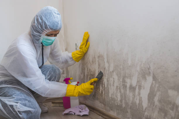 Best Attic Mold Removal  in Fairlea, WV