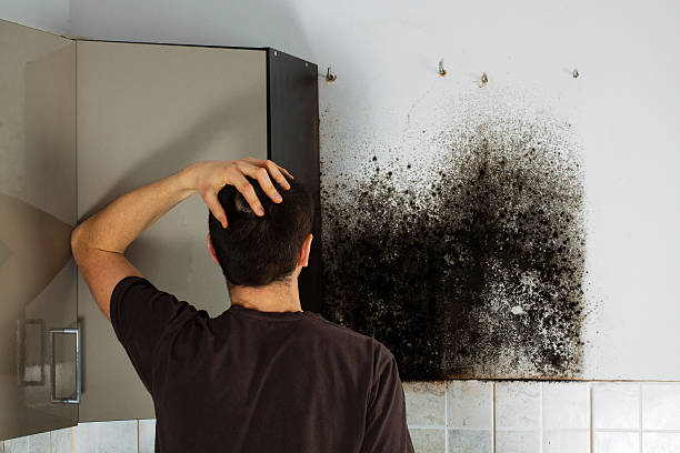 Best Mold Removal Company Near Me  in Fairlea, WV