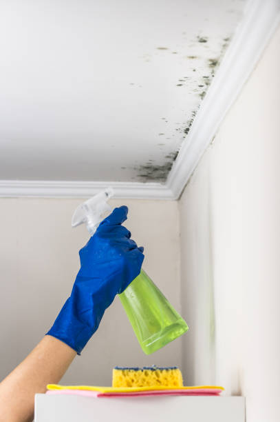 Best Same-Day Mold Removal  in Fairlea, WV