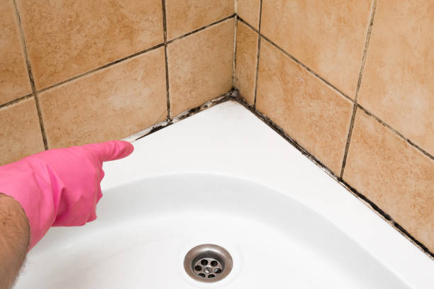 Best Black Mold Removal  in Fairlea, WV