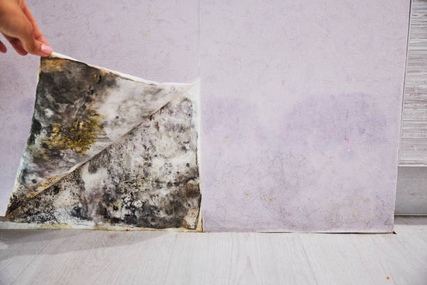 Best Affordable Mold Removal  in Fairlea, WV